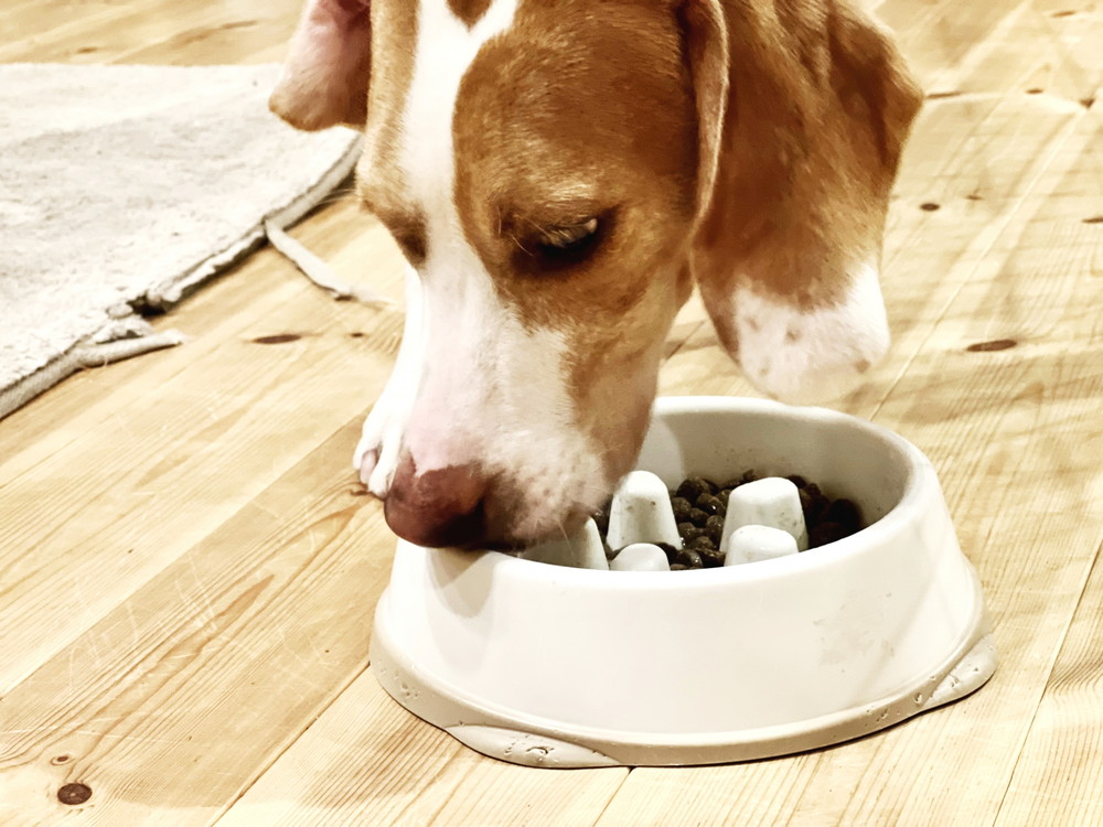 犬用食器